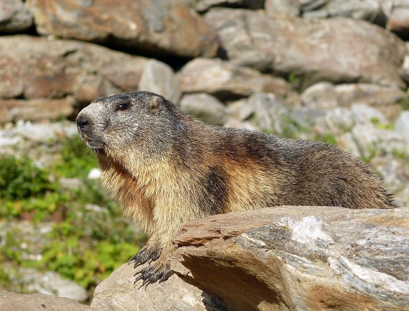 Marmotte della Val Tartano (SO)